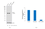 GDF15 Antibody in Western Blot (WB)