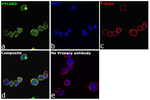 PYCARD Antibody in Immunocytochemistry (ICC/IF)