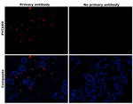 PYCARD Antibody in Immunohistochemistry (Paraffin) (IHC (P))