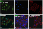 BDNF Antibody
