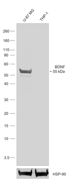 BDNF Antibody in Western Blot (WB)