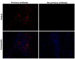 FASLG Antibody in Immunohistochemistry (Paraffin) (IHC (P))