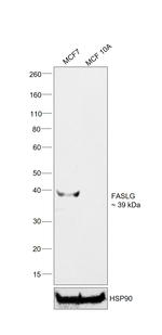 FASLG Antibody in Western Blot (WB)