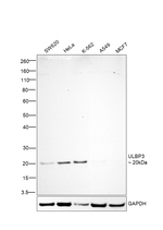 ULBP3 Antibody