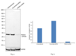 PSMA3 Antibody in Western Blot (WB)
