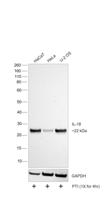 IL-18 Recombinant Rabbit Monoclonal Antibody (IL-18-Clone 56)