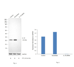 IL-18 Antibody in Western Blot (WB)
