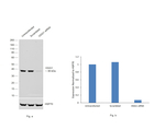 OGG1 Antibody