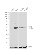 OGG1 Recombinant Rabbit Monoclonal Antibody (OGG1-Clone 2)