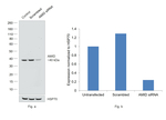AMID Antibody