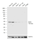AMID Recombinant Rabbit Monoclonal Antibody (AMID-Clone 46)