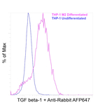 TGF beta-1 Antibody