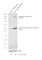 TGF beta-1 Antibody in Western Blot (WB)