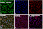 Caspase 3 Antibody