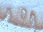 Thrombomodulin/CD141 Recombinant Mouse Monoclonal Antibody (rTHBD, 1591)