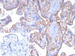 Thrombomodulin/CD141 (Endothelial Cell Marker) Antibody in Immunohistochemistry (Paraffin) (IHC (P))