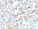 TIMP2 (Tissue Inhibitor of Metalloproteinase 2) Antibody in Immunohistochemistry (Paraffin) (IHC (P))