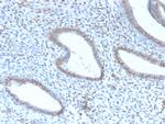 TLE1 Recombinant Rabbit Monoclonal Antibody (TLE1, 2946R)