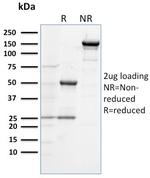 CD284 (Toll-Like Receptor 4) Monoclonal Antibody (TLR4/230)