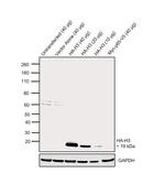 HA Tag Antibody in Western Blot (WB)