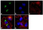 MCP-1 Recombinant Superclonal™ Antibody (11HCLC)