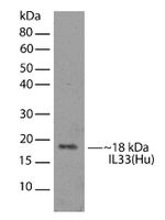 IL-33 Recombinant Superclonal™ Antibody (18HCLC)