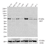 AKT1 Antibody in Western Blot (WB)