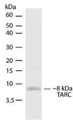 TARC Recombinant Superclonal™ Antibody (14HCLC)