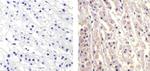 CXCL5 Recombinant Superclonal™ Antibody (9HCLC)