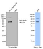 Digoxigenin Recombinant Superclonal™ Antibody (9HCLC)