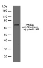 Digoxigenin Antibody in Western Blot (WB)