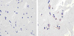 NMDAR1 Recombinant Superclonal™ Antibody (1HCLC)