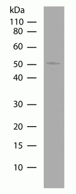 PEP12 Recombinant Superclonal™ Antibody (7HCLC)