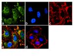 STAT3 Recombinant Superclonal™ Antibody