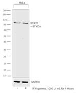 STAT1 Recombinant Superclonal™ Antibody (4HCLC)