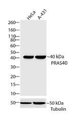 PRAS40 Antibody in Western Blot (WB)