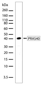 PRAS40 Antibody in Western Blot (WB)