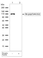 Phospho-Rb (Ser249, Thr252) Antibody in Western Blot (WB)