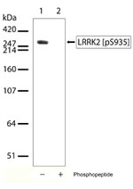 Phospho-LRRK2 (Ser935) Recombinant Superclonal™ Antibody (3HCLC)