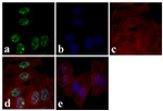 Phospho-AMPK alpha-1,2 (Thr183, Thr172) Recombinant Superclonal™ Antibody (10HCLC)