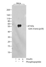 Phospho-GSK3B (Ser9) Antibody in Western Blot (WB)