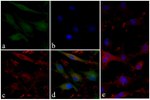 Phospho-GSK3B (Ser9) Antibody in Immunocytochemistry (ICC/IF)