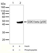 Phospho-GSK3B (Ser9) Antibody in Western Blot (WB)