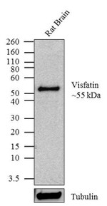 NAMPT Recombinant Superclonal™ Antibody (21HCLC)