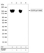 Phospho-EGFR (Tyr1068) Antibody in Western Blot (WB)