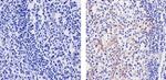 CCL3 Recombinant Superclonal™ Antibody (1HCLC)
