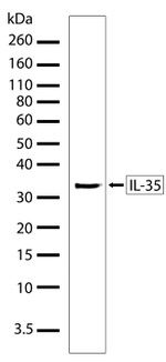 IL-35 Recombinant Superclonal™ Antibody (6HCLC)