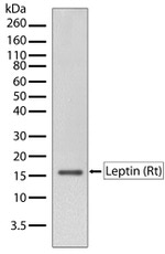 Leptin Antibody in Western Blot (WB)