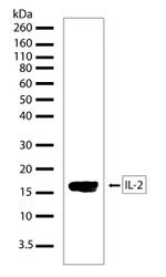 IL-2 Antibody in Western Blot (WB)
