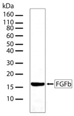 FGF2 Recombinant Superclonal™ Antibody (7HCLC)